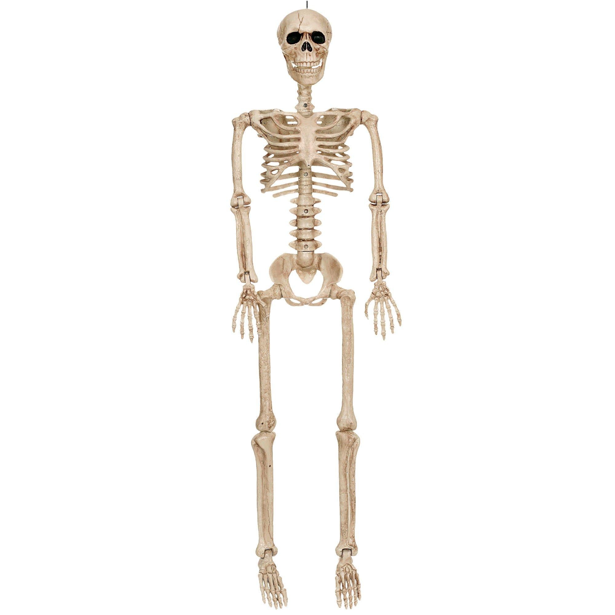 Realistic Hanging Skeleton. 3ft - Halloween Decoration