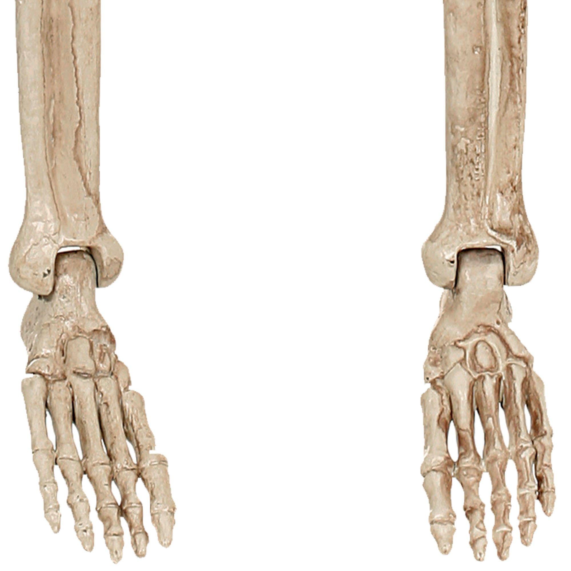 Realistic Hanging Skeleton. 3ft - Halloween Decoration - Image 5